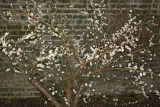 Prunus mume 'Omoi-no-mama' RCP1-12 128.JPG